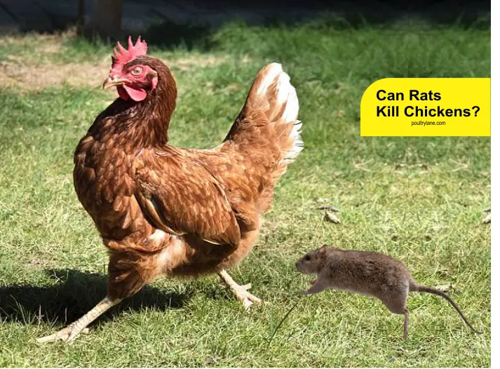 Can Rats Kill Chickens?