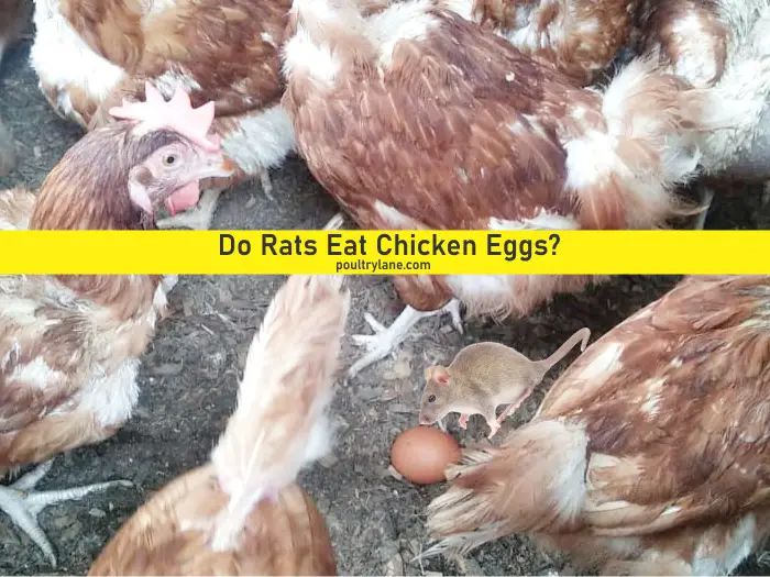 Do Rats Eat Chicken Eggs?