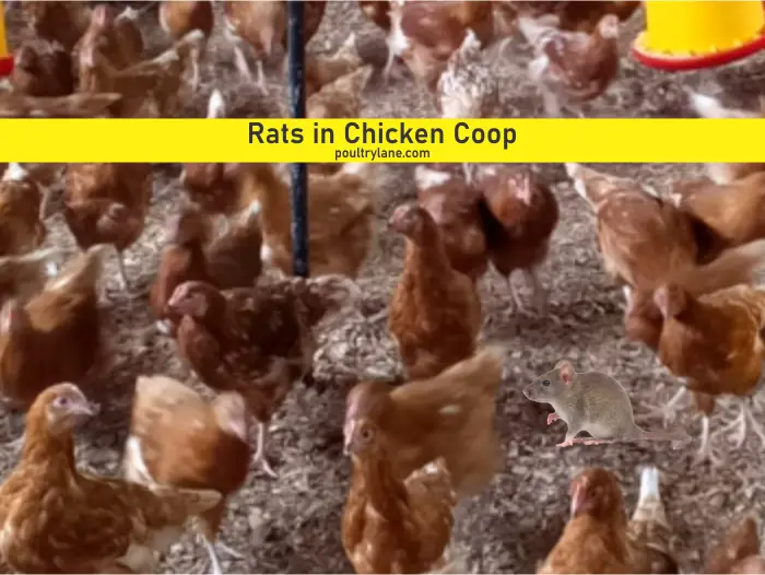 Rats in Chicken Coop