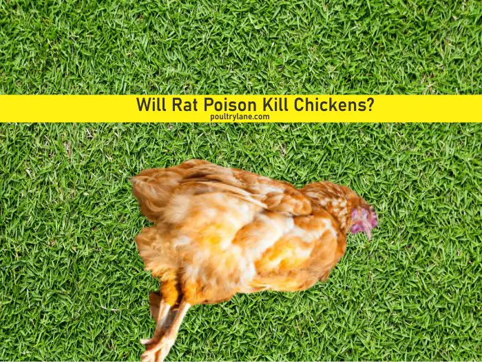 Will Rat Poison Kill Chickens?