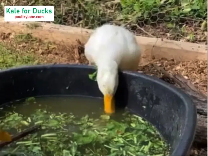 Can Ducks Eat Kale?