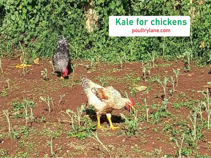 Can chickens eat kale?