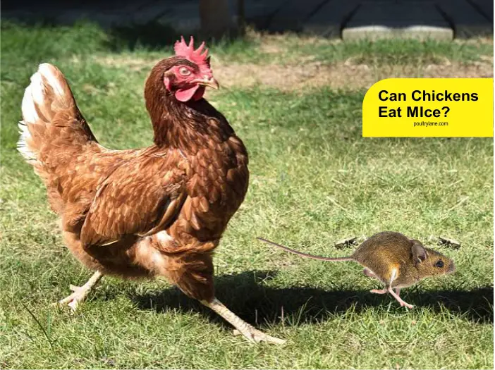 Can Chickens Eat Mice?