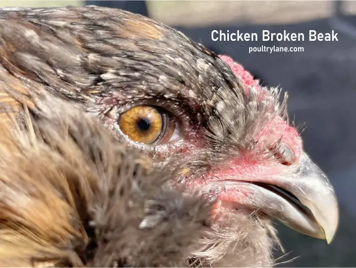 Chicken Broken Beak