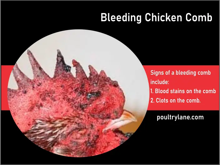 Chicken Comb Bleeding