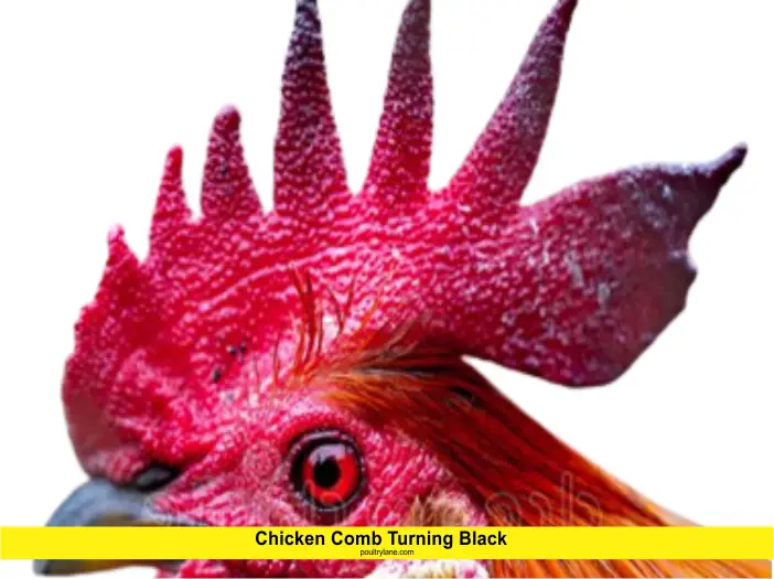 Chicken Comb Turning Black
