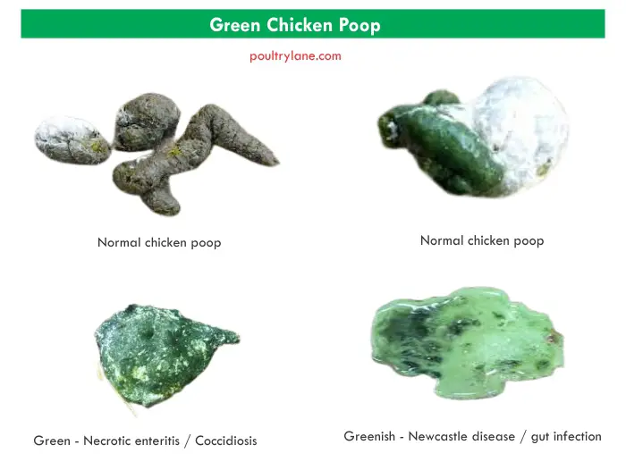 Green Chicken Poop