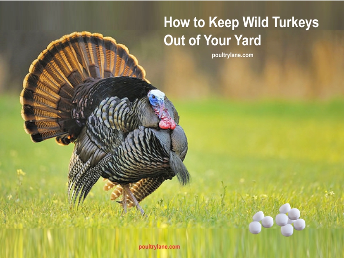 How to Keep Wild Turkeys Out of Your Yard