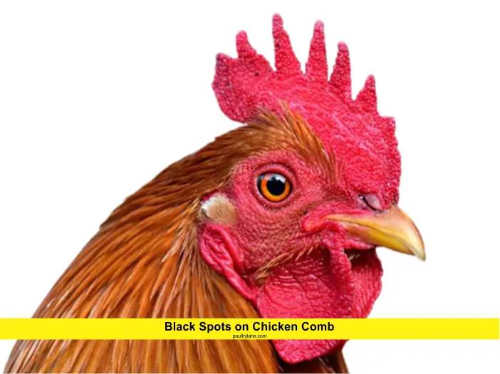 Black Spots on Chicken Comb