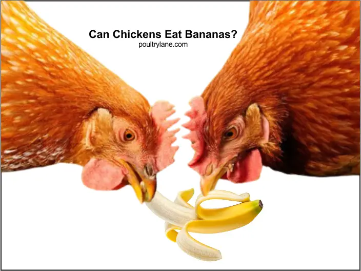 can-chickens-eat-bananas-poultrylane