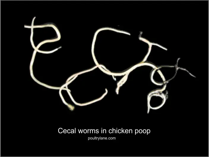 Cecal worms in chicken poop