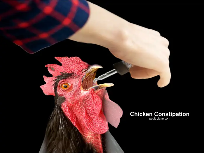 Chicken Constipation