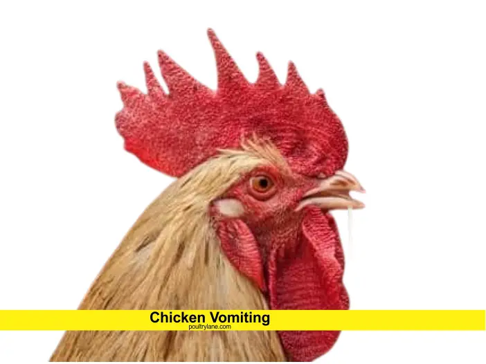 Chicken Vomiting: Fluids From Chicken's beak