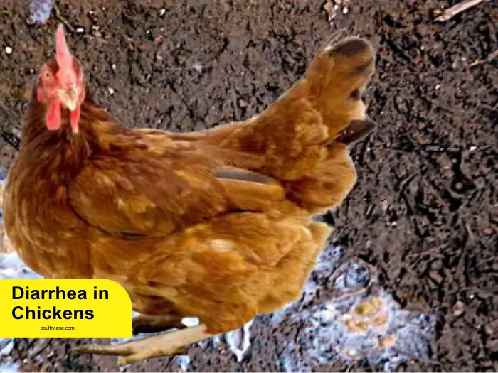 Diarrhea in Chickens