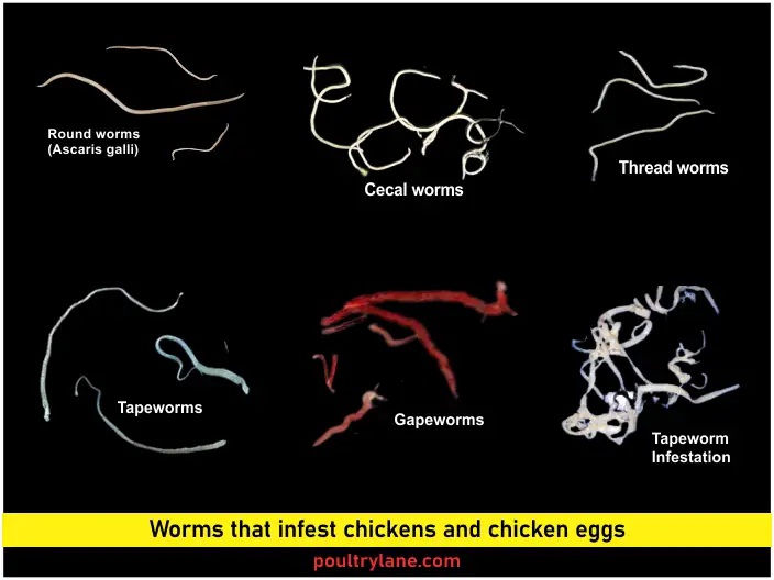 Pictures of Worms in Chicken Eggs