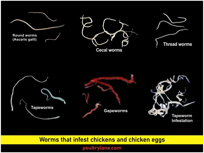 Worms in Chicken Eggs Pictures, Causes + What To Do PoultryLane