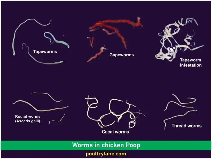 Pictures of worms in chicken poop