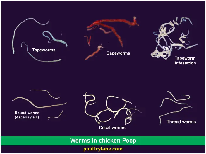 worms-in-chicken-poop-pictures-control-measures-poultrylane