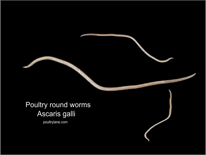 worms-in-chicken-poop-pictures-control-measures-poultrylane