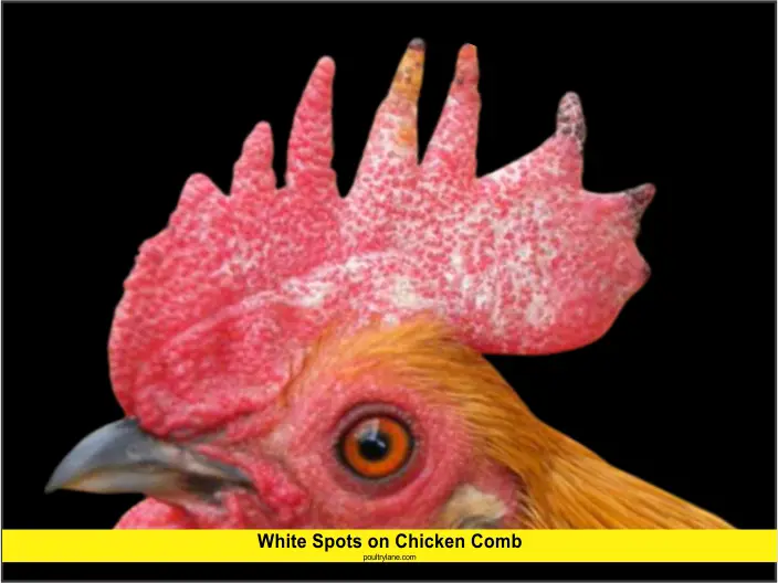 White Spots on Chicken Comb - PoultryLane