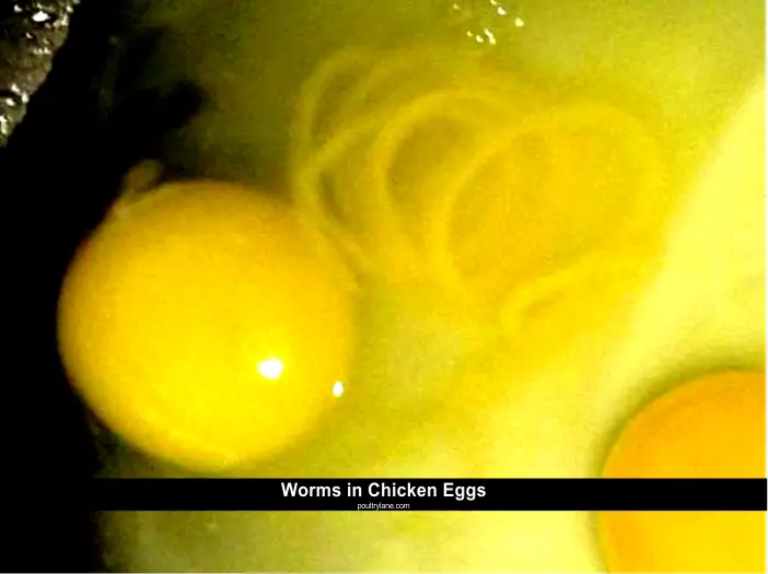 Worms in Chicken Eggs