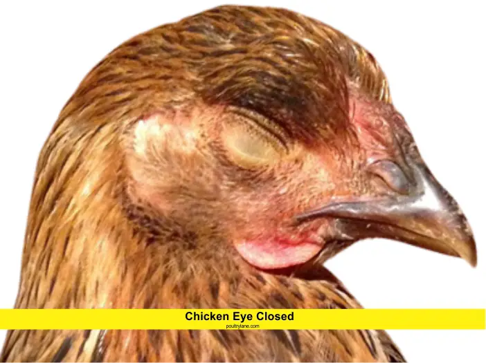 Chicken Eye Closed