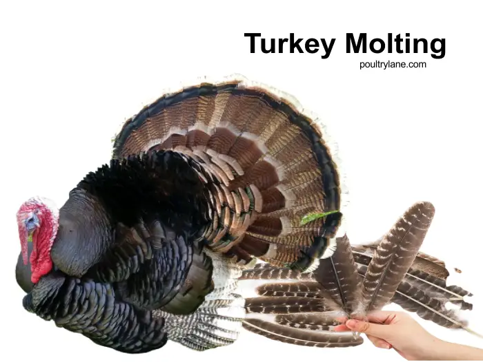Turkey Molting