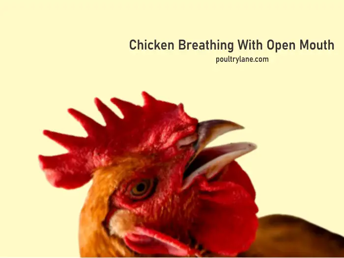 Chicken Breathing With Open Mouth
