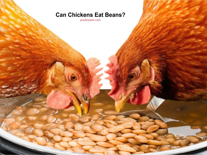 Can chickens eat beans?