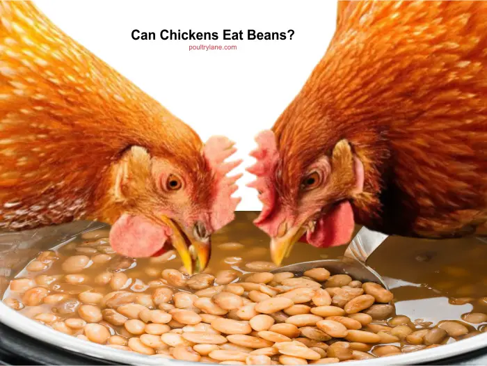 Can Chickens Eat Beans? PoultryLane