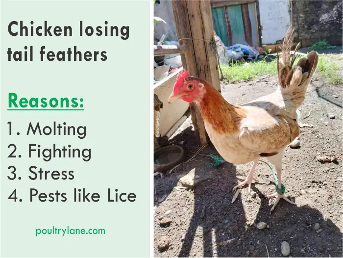 Chicken Losing Tail Feathers