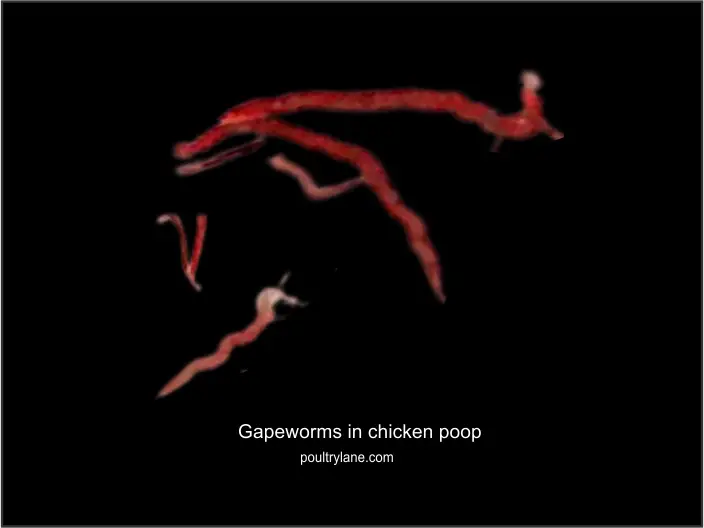 Gapeworms in chicken poop