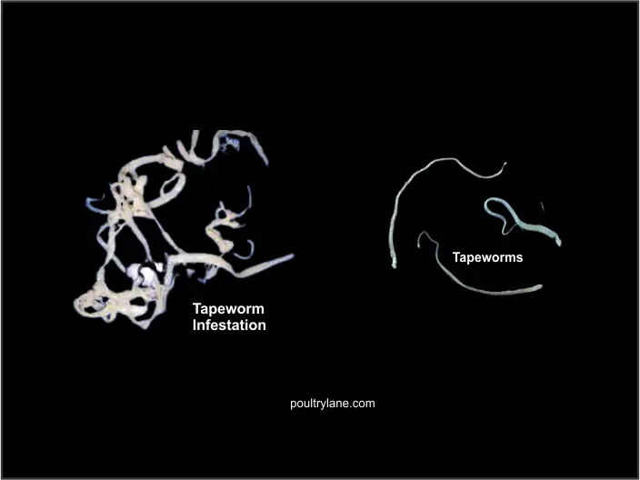 Images of tapeworms that can be found in chicken poop