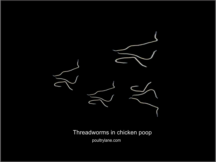 Threadworms in chicken poop