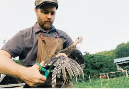 Here's How to Stop Turkeys from Flying