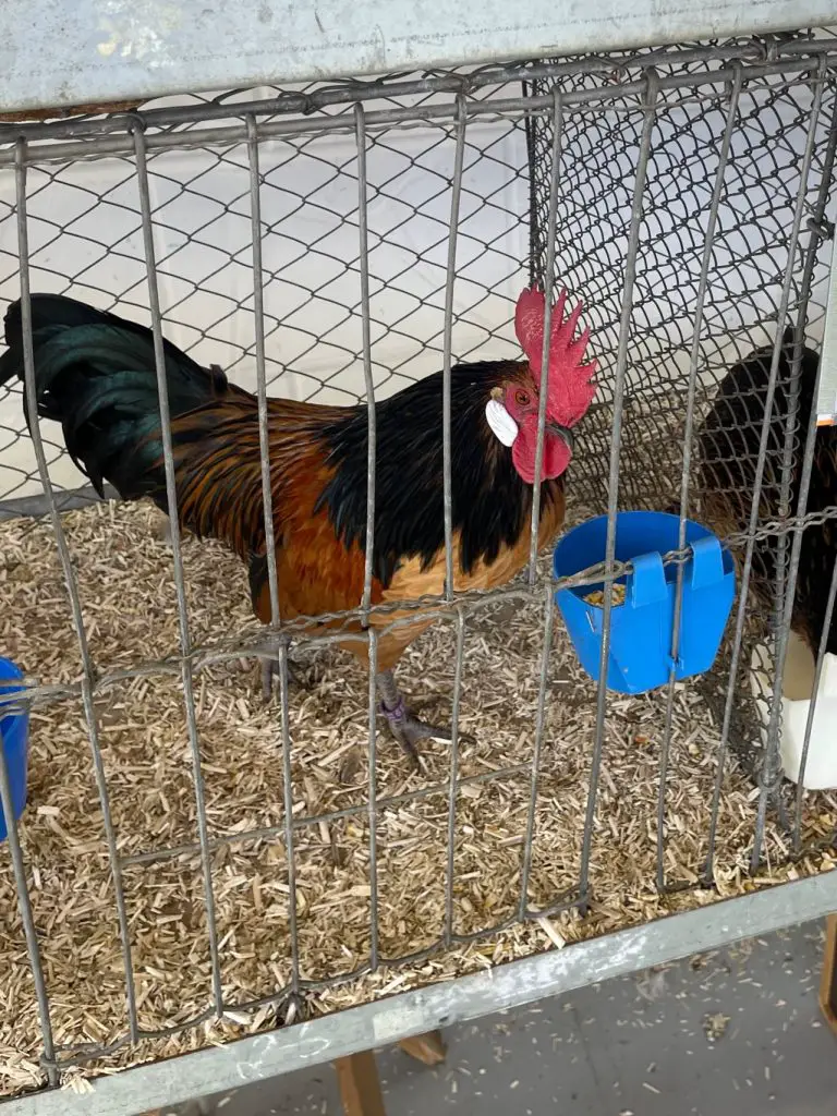 Rooster at Poultry Show