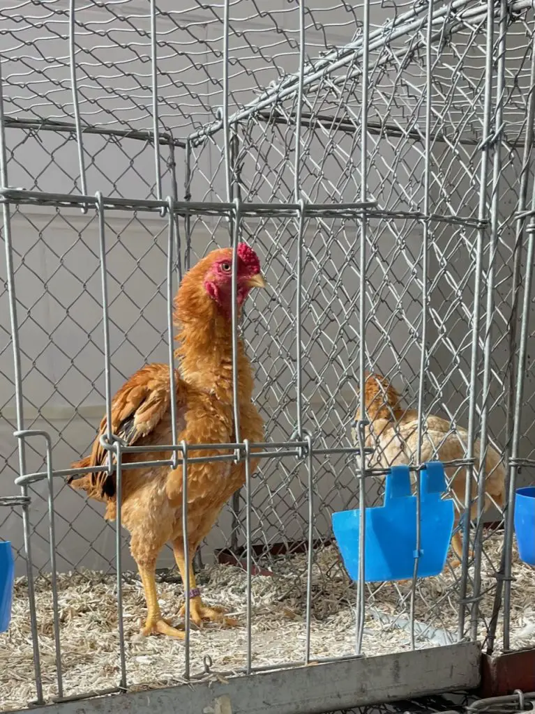 Rooster at Poultry Show