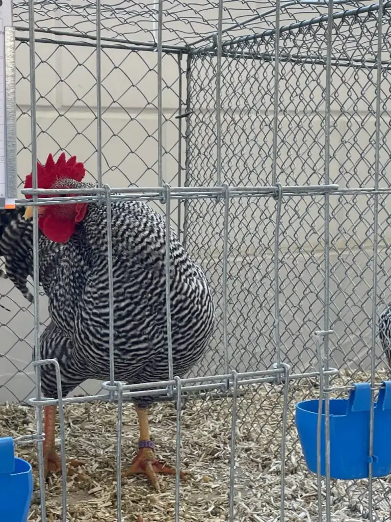 Rooster at Poultry Show