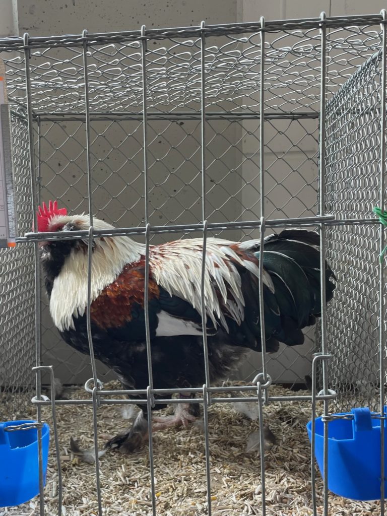 Rooster at Poultry Show