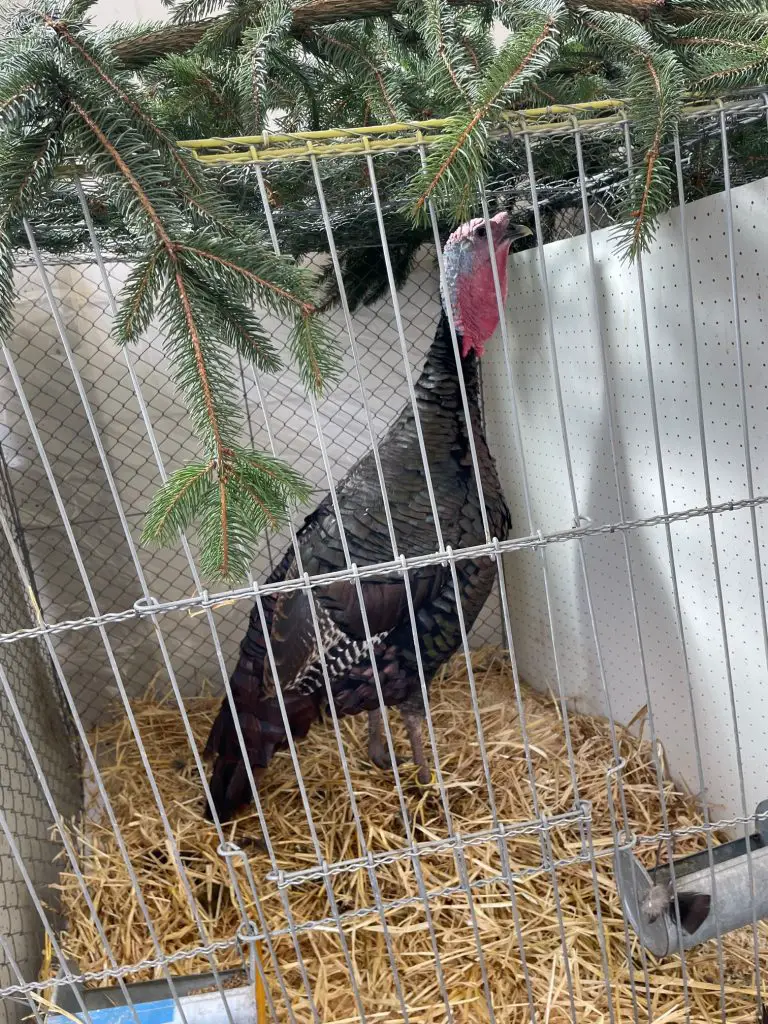 Turkey at Poultry Show
