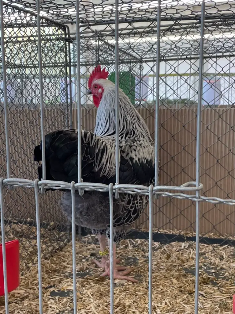 Rooster Poultry Show