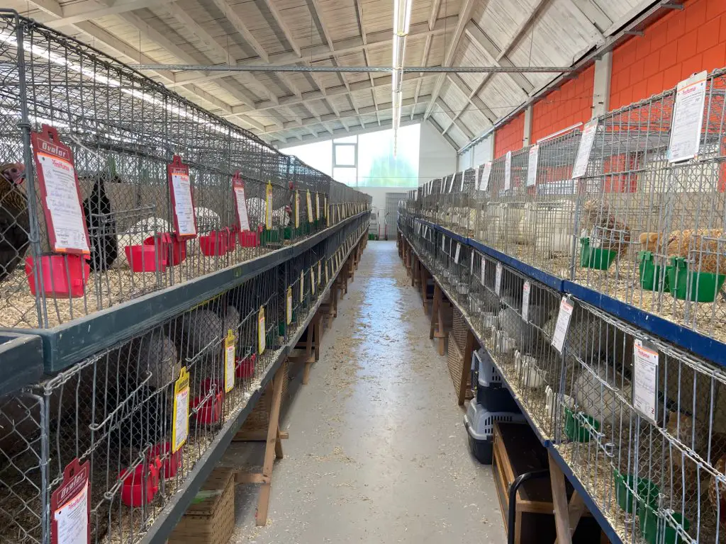 Poultry Show