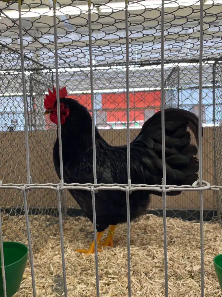 Chicken at Poultry Show