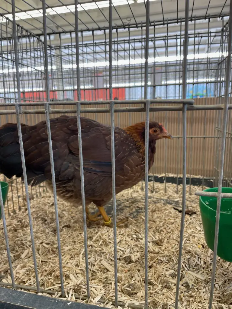 Chicken at Poultry Show