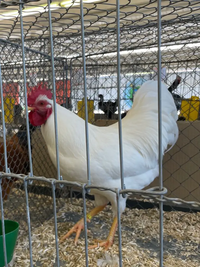 Rooster Poultry Show