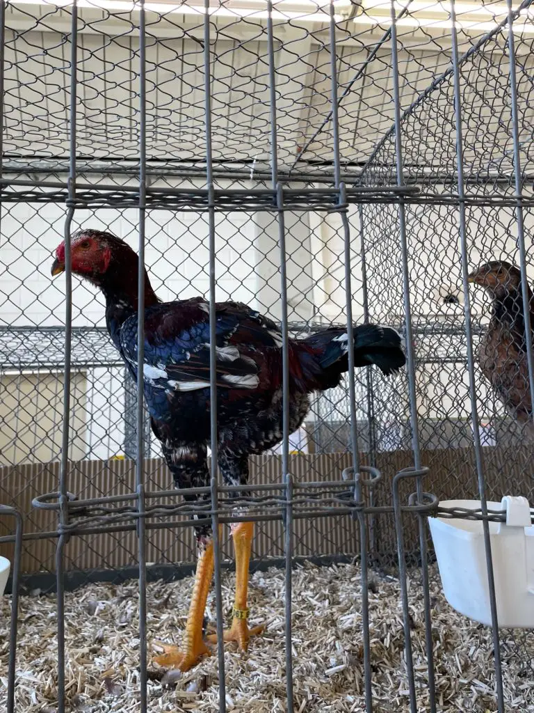 Rooster Chicken Show