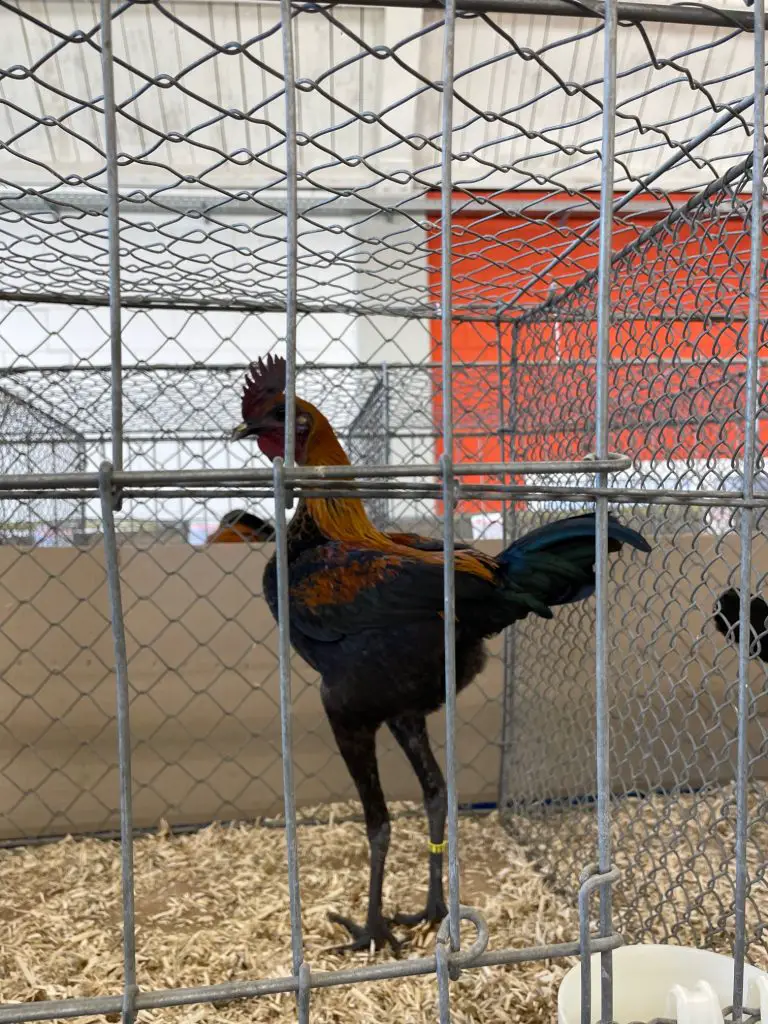 Rooster on Poultry Show