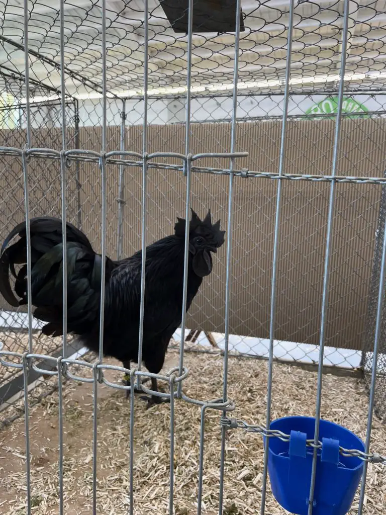 Rooster Poultry Fair