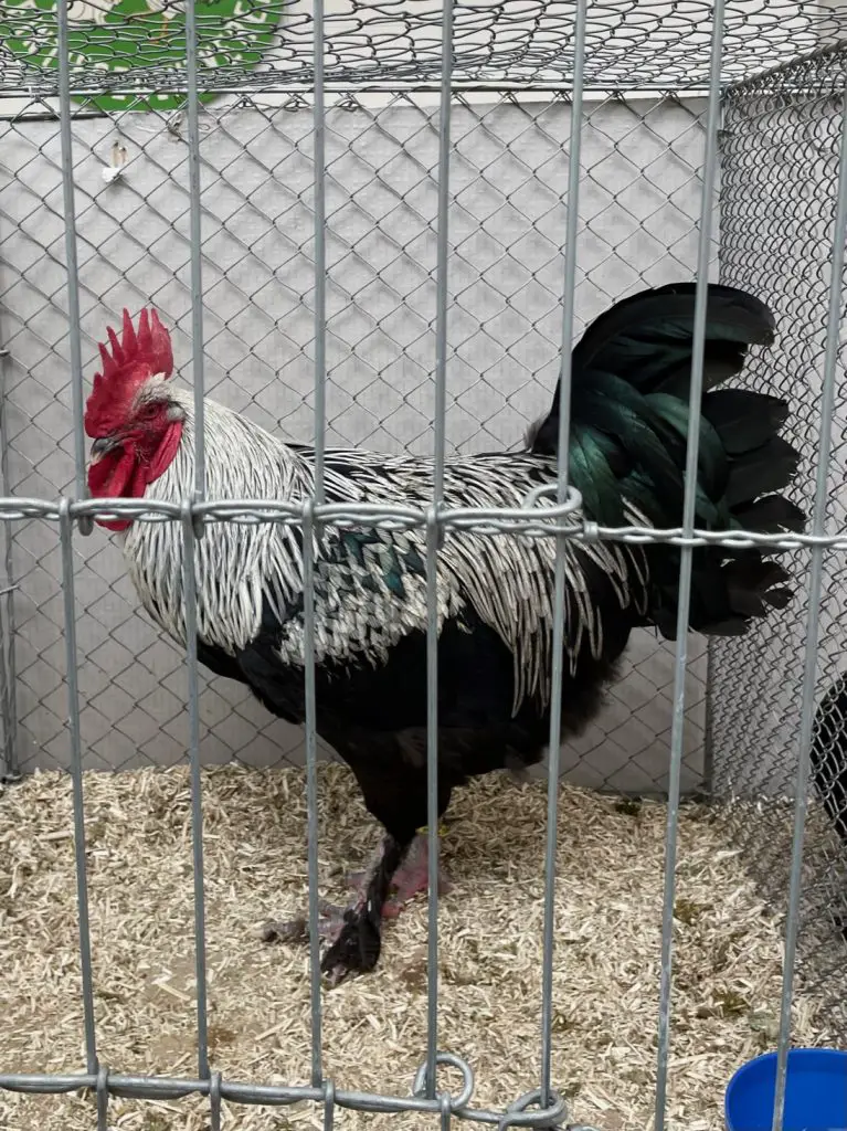 Rooster on Poultry Fair