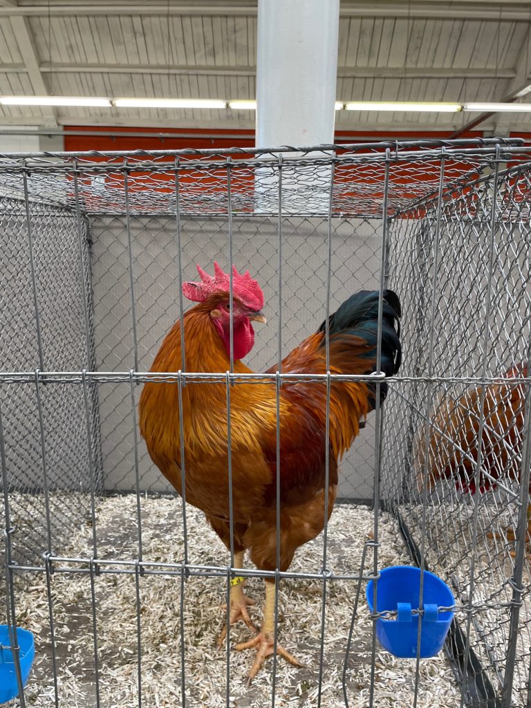 Rooster Chicken Show
